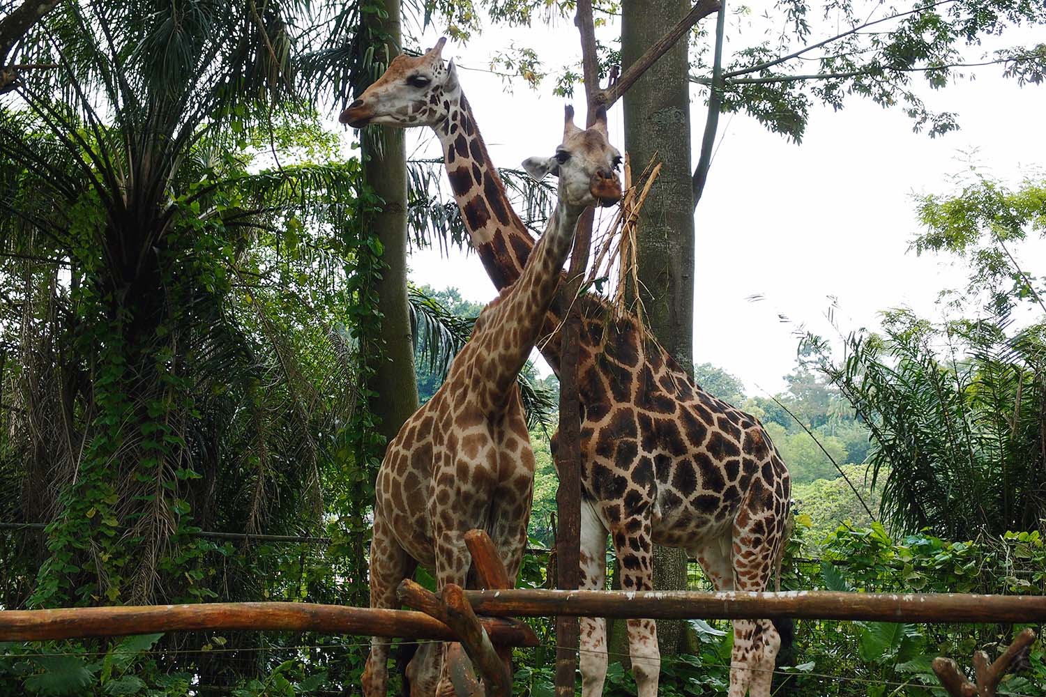 FAVOURITE ANIMAL: GIRAFFES